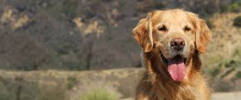 The english cream golden retriever is a rare color variation of the golden retriever. Parkerpup S Legacy Lives On In Canine Cancer Campaign Morris Animal Foundation