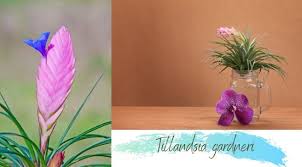The art of air plant care air plants or tillandsia are a genus of epiphytic plants with the incredible ability to live without soil. Tillandsia Gardneri Care And Grow Air Plant