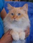 The Flame Point Ragdoll Color - RAGDOLL CATS RAGDOLL ...