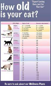 How Old Cat Age Chart Cat Years Cat Ages