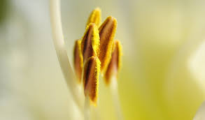 3 cleaning off hard surfaces. Lily Pollen Nightmares How To Remove A Lily Pollen Stain From A Carpet