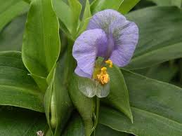 Image result for Commelina zambesica