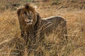 Pictures and info on him always welcome !!! Scarface The Lion The Masai Mara Legend