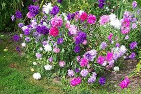 These flowers only bloom two or three times each decade. Pin By Katy Betz On Yard Flowers Perennials Aster Flower Ohio Flowers