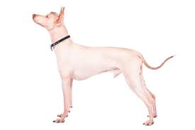 Read xoloscuintle from the story bestiario by almakitsune (alma kitsune) with 369 reads. Xoloitzcuintli Dog Breed Information
