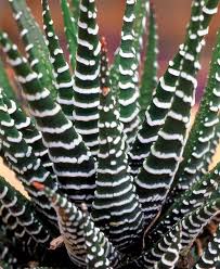 Image result for Habenaria attenuata