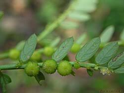 Image result for Phyllanthus