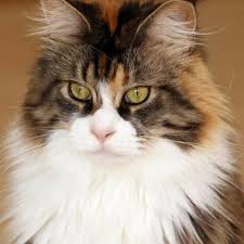 Characteristics, history, care tips, and helpful information for pet owners. Learn About The Maine Coon Cat Breed From A Trusted Veterinarian