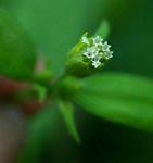 Image result for Blainvillea gayana