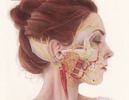 Facial Nerve Projects :: Photos, videos, logos, illustrations and branding  :: Behance