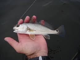 Tiny Little Baby Redfish Red Fish Fish Little Babies