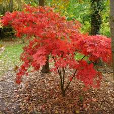 Maybe you would like to learn more about one of these? Acer Palmatum Osakazuki