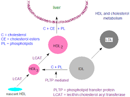 Plasma Lipoproteins Hdl Ldl Vldl Apoproteins