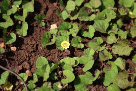 Image result for Merremia emarginata