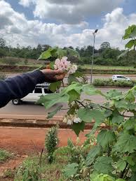 Image result for Millettia dura