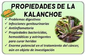Uno De Los Usos Mas Extendidos De Esta Planta Es Su Posible Papel Contra El Cance Kalanchoe Propiedades Kalanchoe Daigremontiana Caracteristicas De Las Plantas