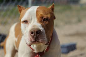 Just like the blue nose pitbull, the red nose pit is loyal, loving and full of fun. Red Nose Pitbull Breed Facts History And Differences