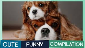 Check spelling or type a new query. Cavalier King Charles Spaniel Compilation Cute Puppies Funny Dogs Tricks Youtube