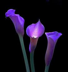 Flowers Flowers Wow Flowers Wine Fleurs Blumen Romantic Eterna4ui Nevin Sweet P Purple Calla Lilies Beautiful Flowers Purple Lily
