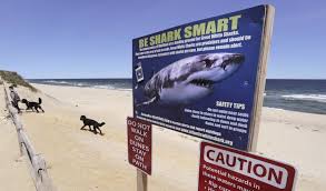 First white shark off cape cod in 2016 spotted! New Study To Examine Feeding Habits Of Cape Cod Great Whites