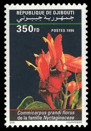 Image result for Commicarpus grandiflorus