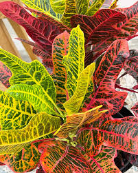 Image result for Croton longipedicellatus