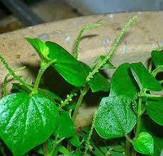 Begitu banyak khasiat daun sirih bagi kehidupan. Kha Petua Penawar Sakit Jantung Dan Melenyapkan Kolestrol Facebook