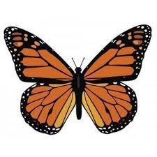 Mariposa Danaus Plexippus Mariposas Monarca Dibujo Como Dibujar Mariposas