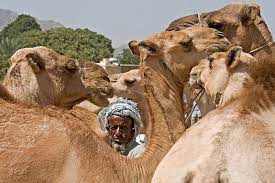 This arch shields the camel from the sun. Image 89625800 By Johan Gerrits Eritrea Eritrean East Africa