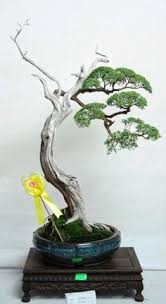 Lalu tangan kananku menarik bra agak ke atas ke leher resty, sehingga terpampang dua gunung kembar. Johan Badrudin Badrudinjohan Profil Pinterest