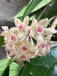 Image result for Polystachya melanantha