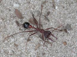 Check spelling or type a new query. Observing Ants The Australian Museum