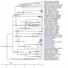 Image result for Trichoneura schlechteri