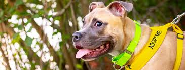 View dogs for adoption near atlanta, ga. Weekend Warriors Lifeline Animal Project Sign Up Today