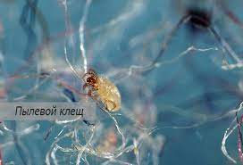 Walaupun banyak petani yang tidak meragukan cara ini, namun harga oli. Bagaimana Untuk Menghilangkan Hama Habuk Di Rumah Pembersih Vakum Semburan Dan Lain Lain Cara Dan Kaedah Perjuangan