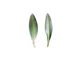 Image result for Ammannia aegyptiaca