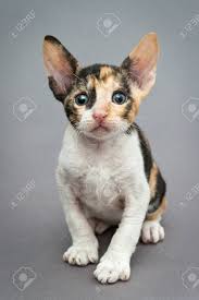 Katze cat love rather bei my cornish rex cat. Kleine Katzchen Cornish Rex Katze Auf Grauem Hintergrund Lizenzfreie Fotos Bilder Und Stock Fotografie Image 61163480