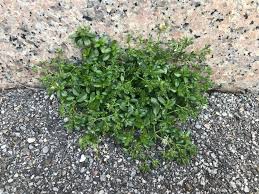 Image result for Polycarpon