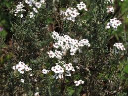 Image result for Eriocephalus