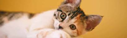 12 warning signs of cancer in cats weight loss, even if your kitty seems to be eating the same amount as ever. Cancer In Cats Overview Symptoms And Treatment Options