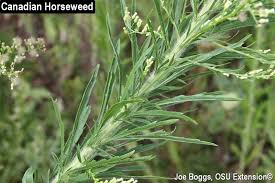 Image result for Conyza limosa