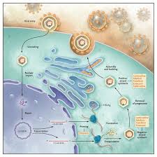 Hbcag (hepatitis b core antigen) is the main structural protein of hbv icosahedral nucleocapsid and it has function in replication of the virus. Hepatitis B Virus Infection Nejm