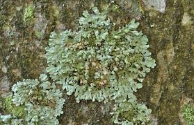 Image result for Melinis ambigua