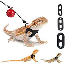 Never occurred to me to make a video of it. 11 Great Bearded Dragon Toys Fun Enrichment Activities