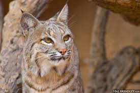 In this video you get some facts about bobcats. How To Tell The Difference Between A Bobcat And A Canada Lynx Travel For Wildlife