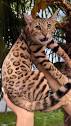 Bengal cats cattery | Bengal cats -wild beauty with sweetest ...