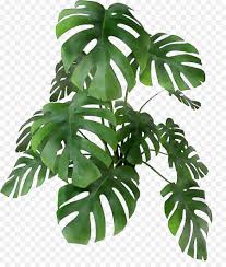 Monstera Deliciosa Png Free Monstera Deliciosa Png Transparent Images 76119 Pngio Leaf plant leaves, leaf png clipart. monstera deliciosa png transparent