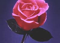 Using one of my favorite songs from one of the most influential rock albums and films of all time; Pink Flowers Gifs Get The Best Gif On Giphy