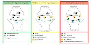 Mechanism Of Cholinesterase Toxic Source Pediatric Environmental Download Scientific Diagram