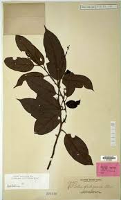 Image result for Metteniusaceae